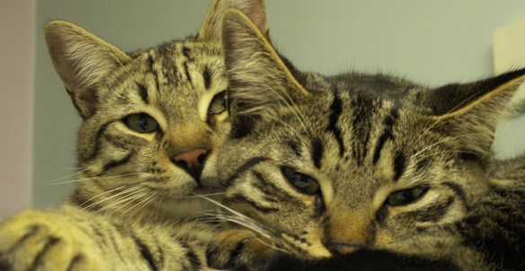 Bengal Boys Bengal Boys