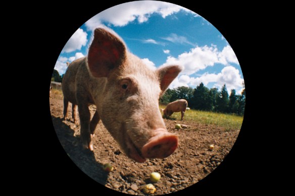 Pig in a Fisheye