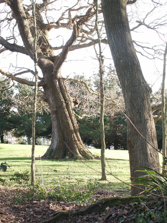 07 Tree-on-the-Golf-Course-at-Binstead-taken-from-the-woods