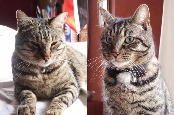 Bill and Jack - the Furry Boys Bill and Jack